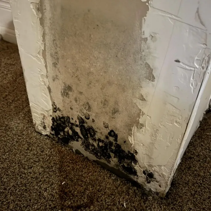 Professional Mold Removal in Haskins, OH